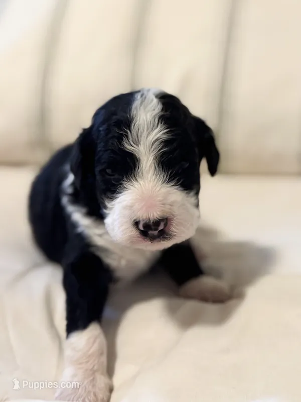 Murphy  – Miniature Bernedoodle puppy for sale in Hagerstown, IN