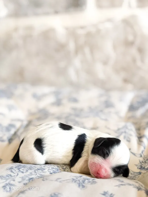 Lottie – Miniature Bernedoodle puppy for sale in Hagerstown, IN
