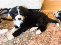 Murphy , a male Miniature Bernedoodle for sale in Hagerstown, IN – 2 of 8