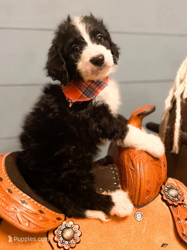 Murphy  – Miniature Bernedoodle puppy for sale in Hagerstown, IN