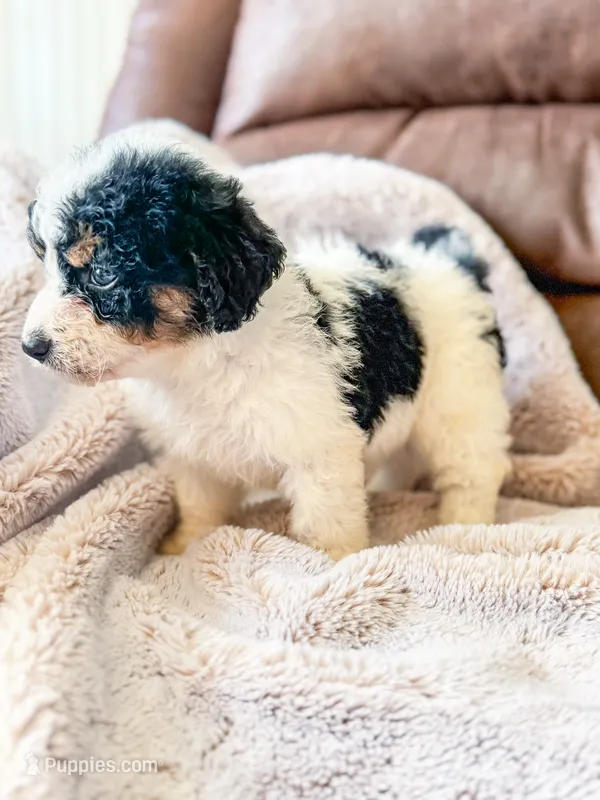 Charlie – Miniature Bernedoodle puppy for sale in Hagerstown, IN