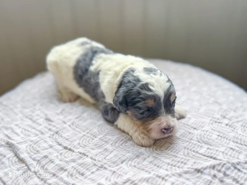 Kodi – Miniature Bernedoodle puppy for sale in Sevierville, TN