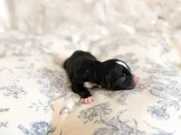 Walter, a male Miniature Bernedoodle for sale in Sevierville, TN – 2 of 4
