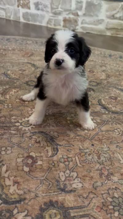 Ranger , a male Miniature Bernedoodle for sale in Hagerstown, IN – 8 of 8