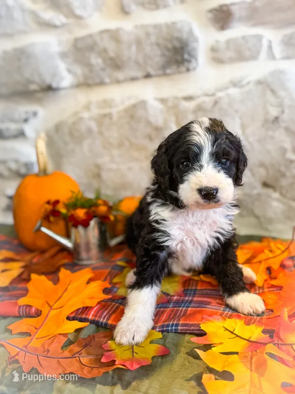 Murphy  – Miniature Bernedoodle puppy for sale in Sevierville, TN
