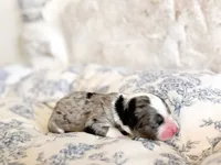 Arthur, a male Miniature Bernedoodle for sale in Hagerstown, IN – 3 of 3