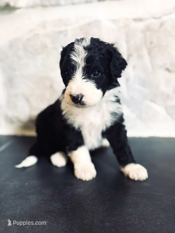 Murphy  – Miniature Bernedoodle puppy for sale in Sevierville, TN