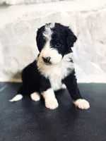 Murphy , a male Miniature Bernedoodle for sale in Hagerstown, IN – 7 of 8