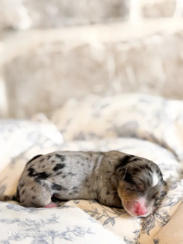 Goldie – Miniature Bernedoodle puppy for sale in Hagerstown, IN
