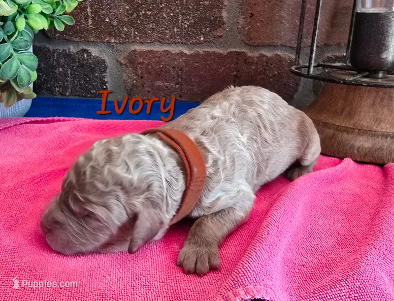 F1bb Ivory – Miniature Goldendoodle puppy for sale in Hagerstown, IN