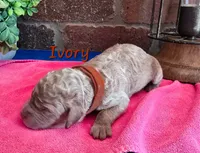 F1bb Ivory, a female Miniature Goldendoodle for sale in Hagerstown, IN – 1 of 3