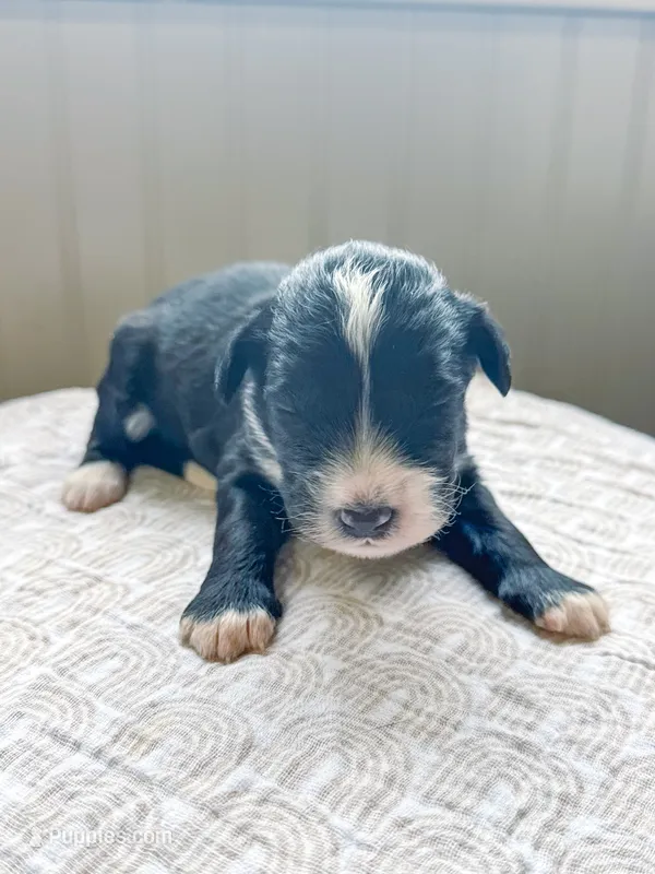 Walter – Miniature Bernedoodle puppy for sale in Sevierville, TN