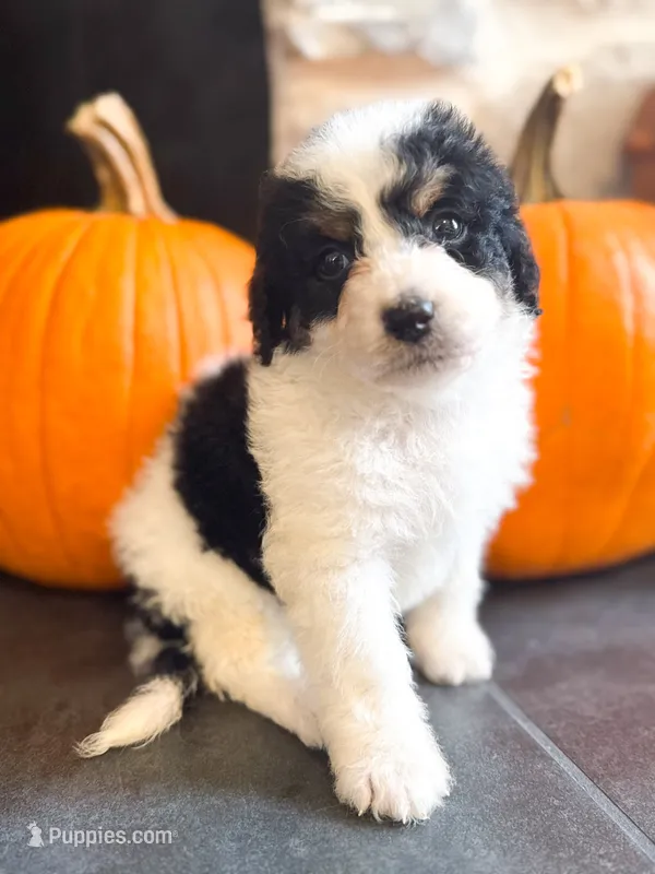Charlie – Miniature Bernedoodle puppy for sale in Hagerstown, IN