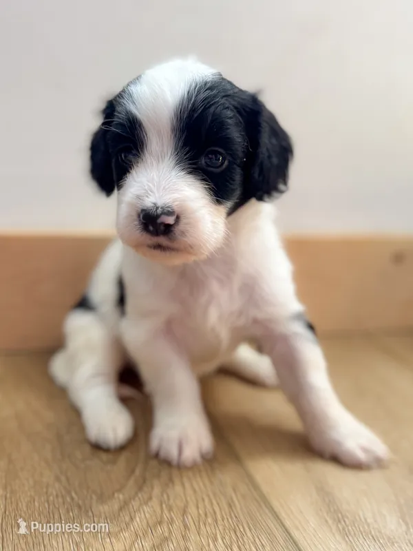Lottie – Miniature Bernedoodle puppy for sale in Hagerstown, IN