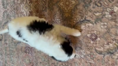 Buster , a male Miniature Bernedoodle for sale in Hagerstown, IN – 8 of 10