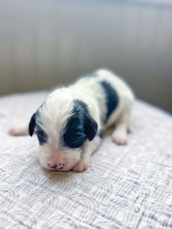 Lottie – Miniature Bernedoodle puppy for sale in Sevierville, TN