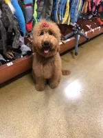 F1bb Iggy, a male Miniature Goldendoodle for sale in Hagerstown, IN – 3 of 3