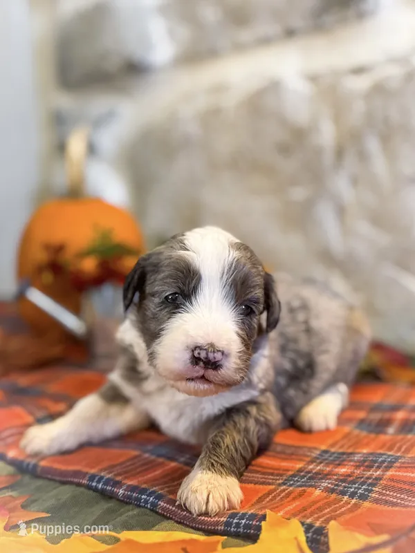 Arthur – Miniature Bernedoodle puppy for sale in Sevierville, TN