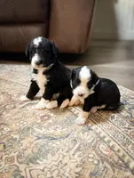 Ranger , a male Miniature Bernedoodle for sale in Sevierville, TN – 2 of 5