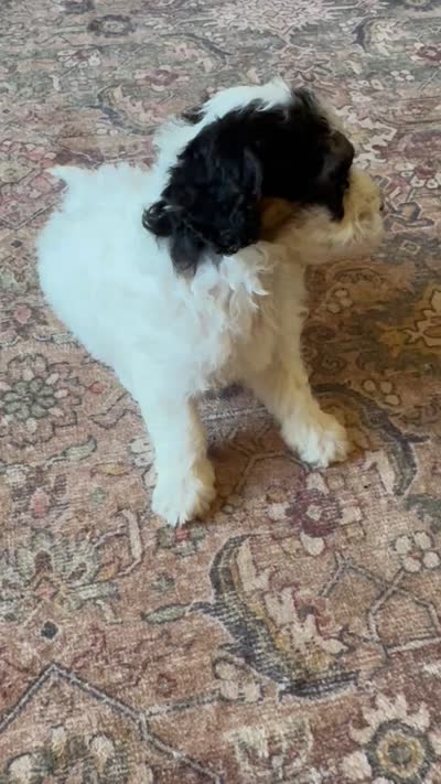 Max, a male Miniature Bernedoodle for sale in Hagerstown, IN – 8 of 10