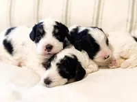 Max, a male Miniature Bernedoodle for sale in Sevierville, TN – 5 of 5