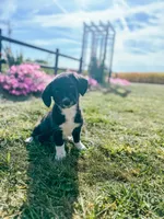 Winter, a male Pembroke Welsh Corgi and Poodle - Miniature  for sale in Sevierville, TN – Photo 1 of 3