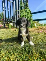 Winter, a male Pembroke Welsh Corgi and Poodle - Miniature  for sale in Sevierville, TN – Photo 3 of 3