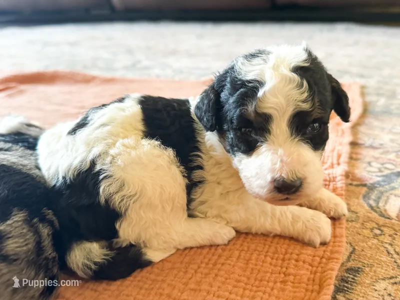 Charlie – Miniature Bernedoodle puppy for sale in Sevierville, TN