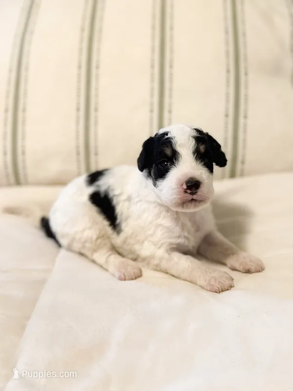 Buster  – Miniature Bernedoodle puppy for sale in Hagerstown, IN