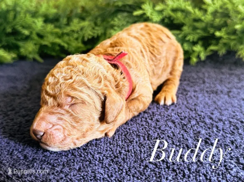 F1bb Buddy  – Goldendoodle puppy for sale in Hagerstown, IN