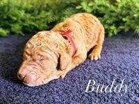 F1bb Buddy , a male Goldendoodle for sale in Hagerstown, IN – Photo 1 of 2
