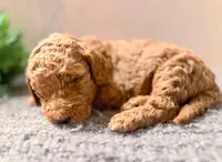 F1bb Buddy , a male Goldendoodle for sale in Hagerstown, IN – Photo 1 of 3