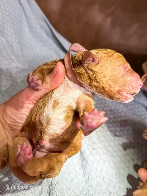 F1bb Teddy – Goldendoodle puppy for sale in Hagerstown, IN