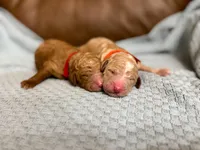 F1bb Teddy, a male Goldendoodle for sale in Hagerstown, IN – Photo 2 of 2
