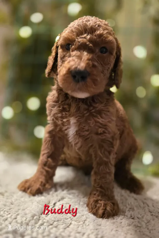 F1bb Buddy  – Goldendoodle puppy for sale in Hagerstown, IN