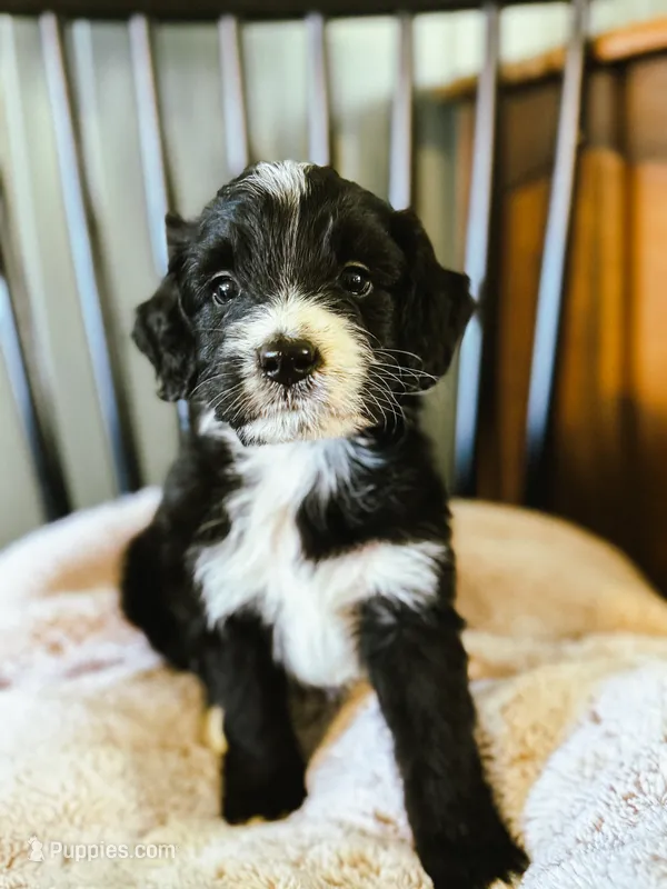 Walter – Miniature Bernedoodle puppy for sale in Hagerstown, IN