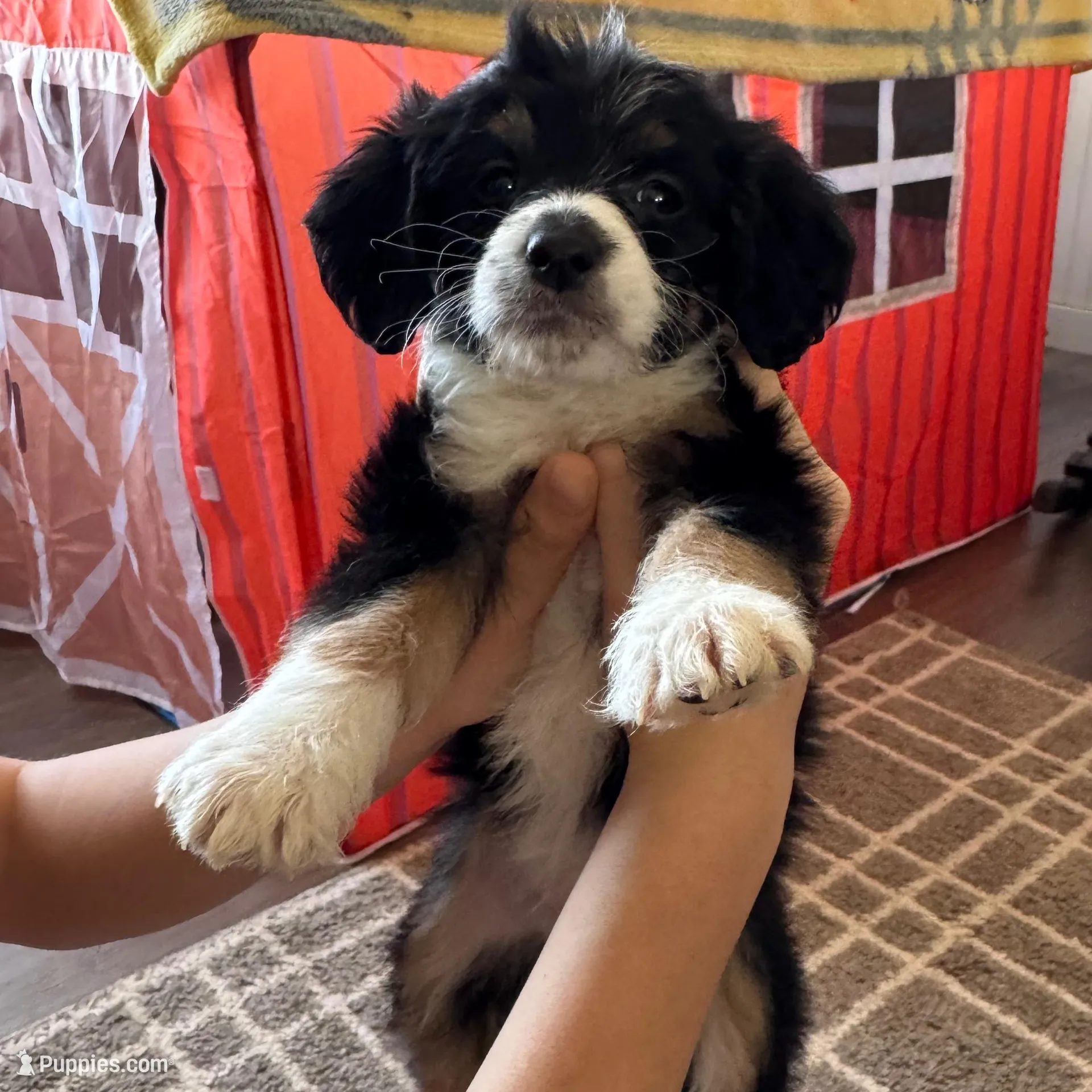F1b Bailey, a female Miniature Bernedoodle for sale in Hagerstown, IN – Photo 4 of 6