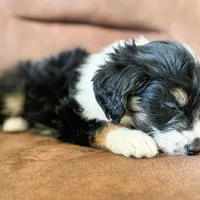 F1b Bailey, a female Miniature Bernedoodle for sale in Sevierville, TN – Photo 2 of 5