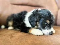 F1b Bailey, a female Miniature Bernedoodle for sale in Hagerstown, IN – Photo 2 of 6