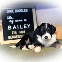 F1b Bailey, a female Miniature Bernedoodle for sale in Sevierville, TN – Photo 5 of 5