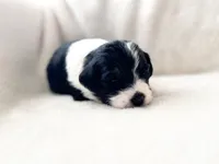 processed/95b79791-5157-4080-ae93-275fb4778cae/listing/6b0e44cd-ec55-466d-846d-47c2f8aff677/73be3f9e-9c67-45d4-91c8-22568d7abba9