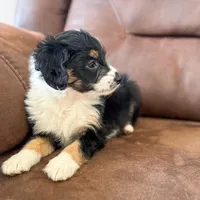 F1b Bailey, a female Miniature Bernedoodle for sale in Sevierville, TN – Photo 1 of 5