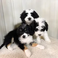 F1b Bailey, a female Miniature Bernedoodle for sale in Sevierville, TN – Photo 4 of 5