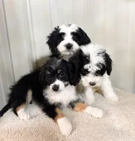 F1b Bailey, a female Miniature Bernedoodle for sale in Hagerstown, IN – Photo 5 of 6