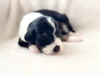 processed/95b79791-5157-4080-ae93-275fb4778cae/listing/6b0e44cd-ec55-466d-846d-47c2f8aff677/ef166fcc-bc15-474e-abdd-6d3369467fd9