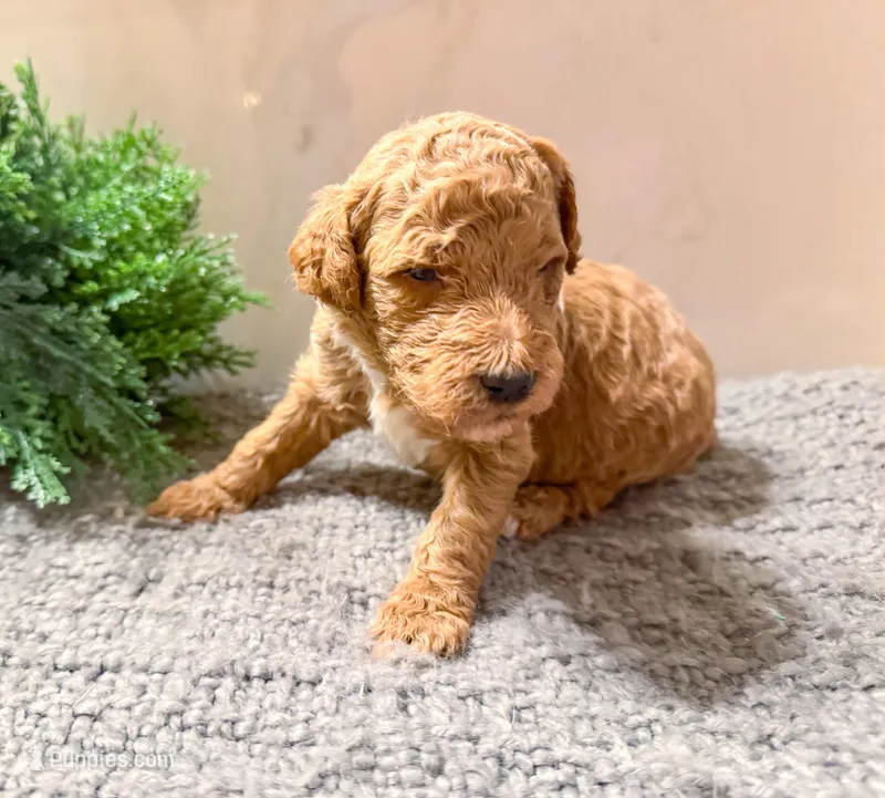 F1bb Cleo – Goldendoodle puppy for sale in Hagerstown, IN