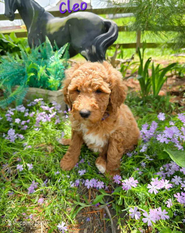 F1bb Cleo – Goldendoodle puppy for sale in Hagerstown, IN
