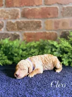 F1bb Cleo, a female Goldendoodle for sale in Hagerstown, IN – Photo 2 of 2