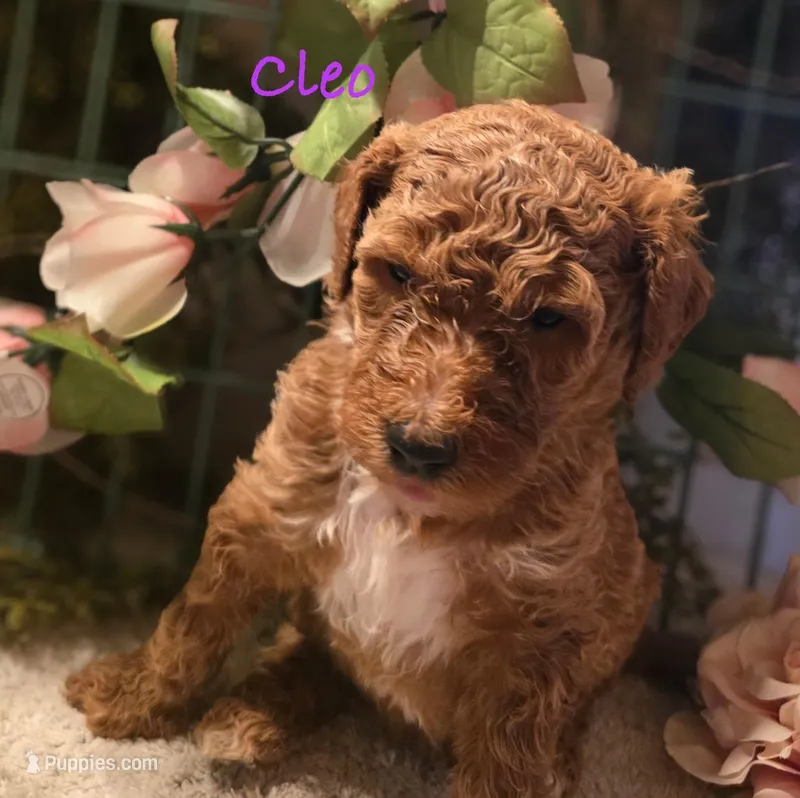 F1bb Cleo – Goldendoodle puppy for sale in Hagerstown, IN