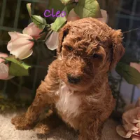 F1bb Cleo, a female Goldendoodle for sale in Hagerstown, IN – Photo 2 of 2
